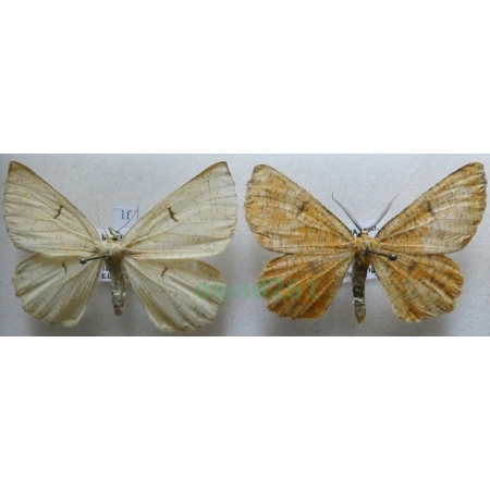 Angerona prunaria (Linnaeus, 1758) pair Rączyk leszczyniak Czech1f